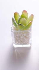 Fridge Strong 3D Refrigerator Magnets Potted Artificial Succulent Cactus Flower Rose Fern Plants Emoji Food Magnets for Kitchen Room Decoration